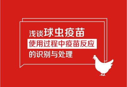 淺談球蟲疫苗使用過程中疫苗反應(yīng)的識(shí)別與處理
